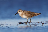 Semipalmated Sandpiper