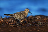 Bairds Sandpiper 