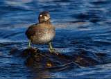 Harlequin Duck