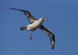 Laysan Albatross