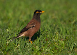 Common Myna