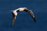 Red-footed Booby