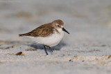 Western Sandpiper