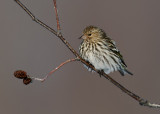 Pine Siskin