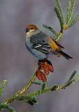 Pine Grosbeak