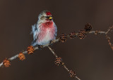 Common Redpoll