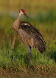 Sandhill Crane