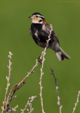 Chestnut-collared Longspur