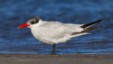 Caspian Tern