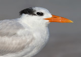 Royal Tern