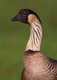 Nene (Hawaiian Goose)