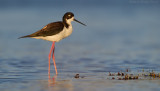 Hawaiian Black-necked Stilt
