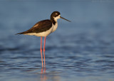 Hawaiian Black-necked Stilt