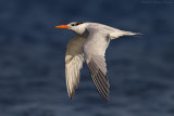 Royal Tern