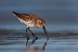 Western Sandpiper