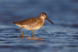 Short-billed Dowitcher