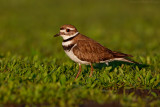 Killdeer