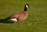 Cackling Goose