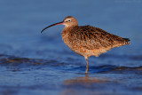 Long-billed Curlew