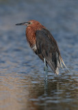 Reddish Egret