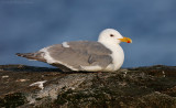 Glaucous-winged Gull 