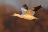 Snow Goose