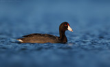 Hawaiian Coot