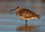 Whimbrel