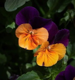 Beautiful Colours
