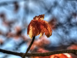 Unfolding maple leaf