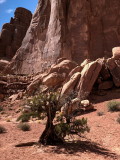 Dwarfed