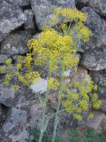 Ferula communis, Giant fennel