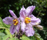 Solanum villosum (?)