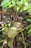 Pitcher Plants in Borneo