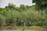 Negombo Lagoon