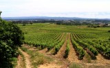 Lunch and a Tasting at the Winery of Luis Pato