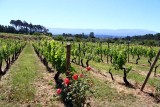 A Tasting and Lunch at Quinta dos Roques