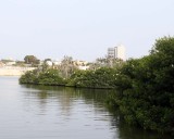 ROOKERY IN THE MIDDLE OF THE CITY