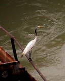 SOILED GREAT EGRET