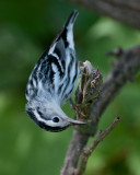 Black and white Warbler (Mniotilta varia)