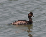Eared Grebe (Podiceps nigricollis)