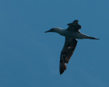 Northern Gannet (Morus bassanus)