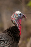 Wild Turkey (Meleagris gallopavo)