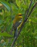 Blue-winged Warbler (Vermivora cyanoptera)