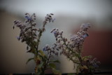 Flower_01.JPG