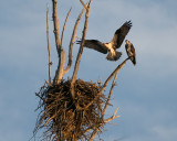 SureSignOfSpring2-08460.jpg