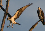 SureSignOfSpring3-08461.jpg