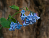 BlueFlowersByTheSusquehannaFlipped-09087.jpg
