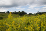 LongwoodMeadow-3982.jpg