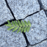Leaves and Stone-40.jpg